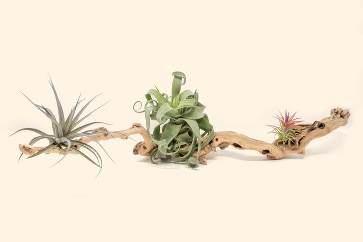 single branch grapewood display with tillandisa stricta hybrid, streptophylla and ionantha air plants