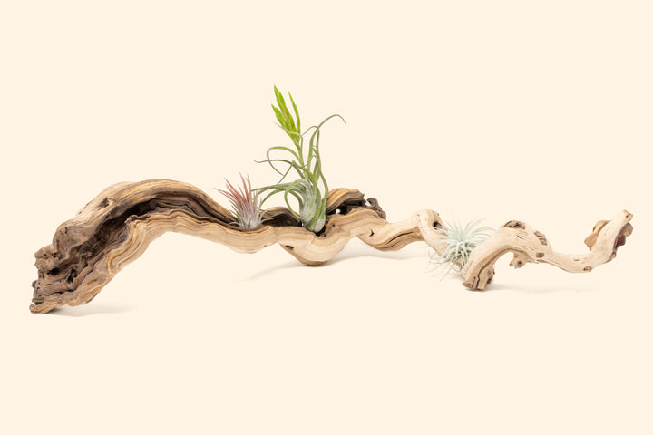 medium single branch grapewood display with tillandsia ionantha, tectorum and caput medusae air plants
