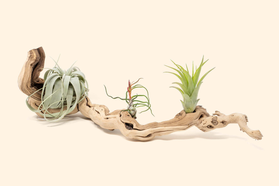 medium single branch grapewood with tillandsia xerographica, bulbosa guatemala and abdita air plants