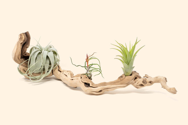 medium single branch grapewood with tillandsia xerographica, bulbosa guatemala and abdita air plants
