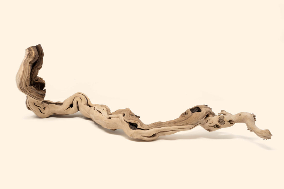 medium single branch grapewood display