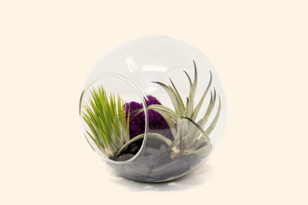 Large Halloween Terrarium with Black Color Enhanced Harrisii