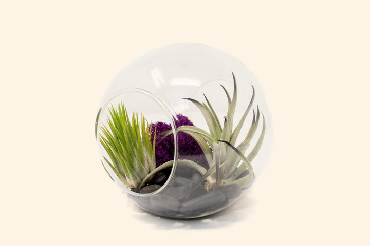 Large Halloween Terrarium with Black Color Enhanced Harrisii