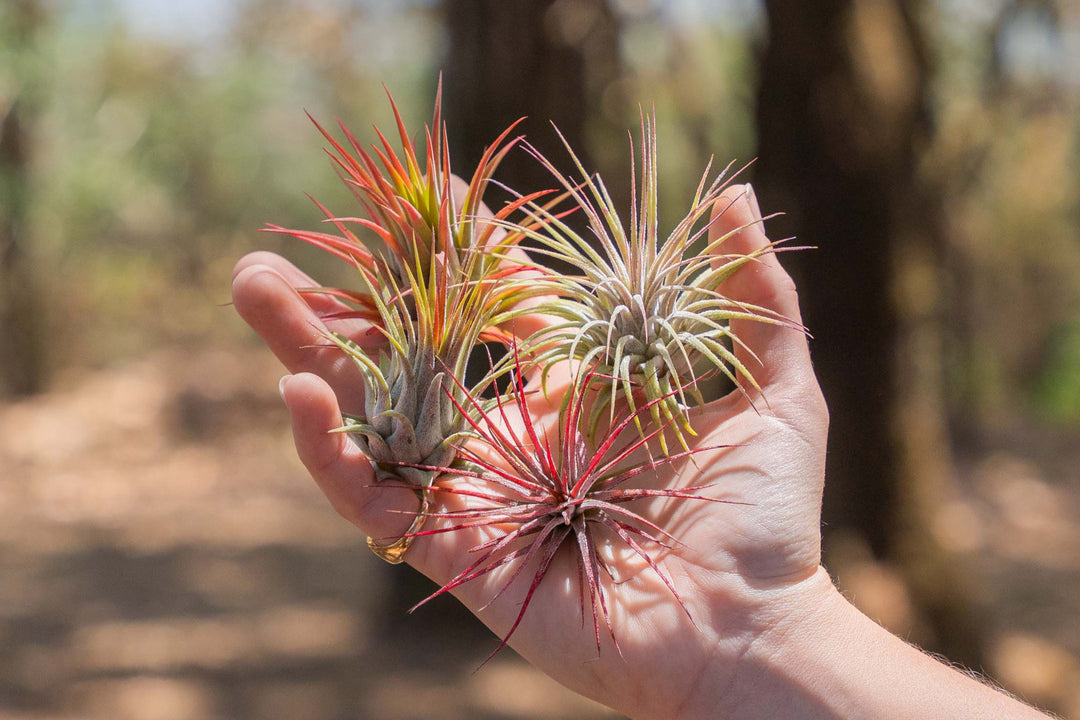 hand holding an assortment of blushing tillandsia ionantha air plants