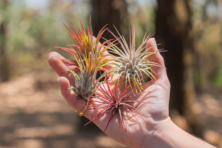 hand holding an assortment of blushing tillandsia ionantha air plants