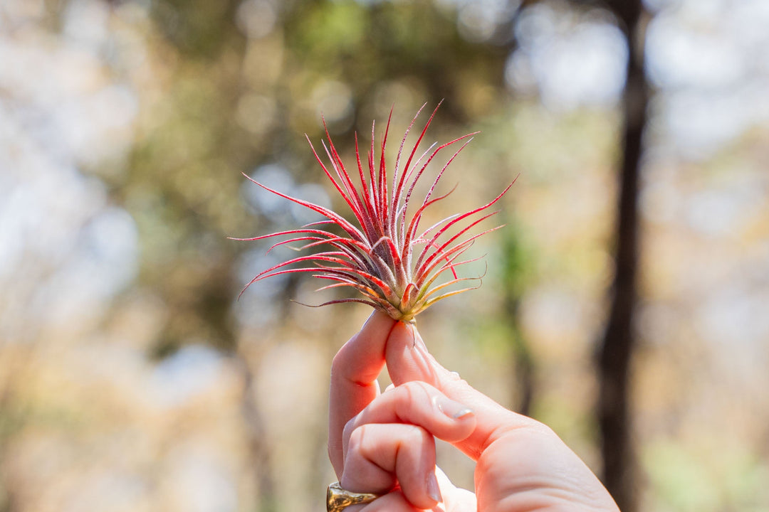 hand holding a blushing tillandsia ionantha fuego air plant