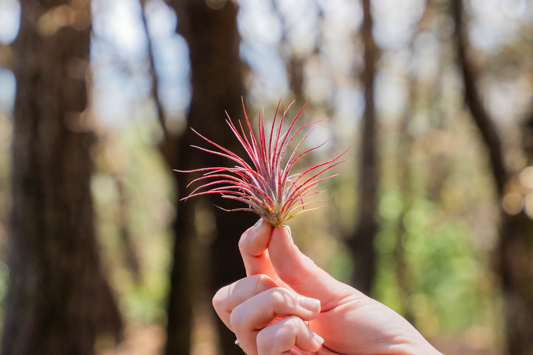 hand holding a blushing tillandsia ionantha fuego air plant