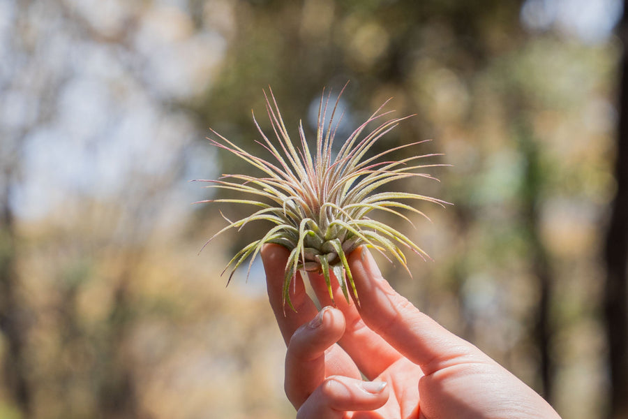 hand holding xl tillandsia ionantha guatemala air plant