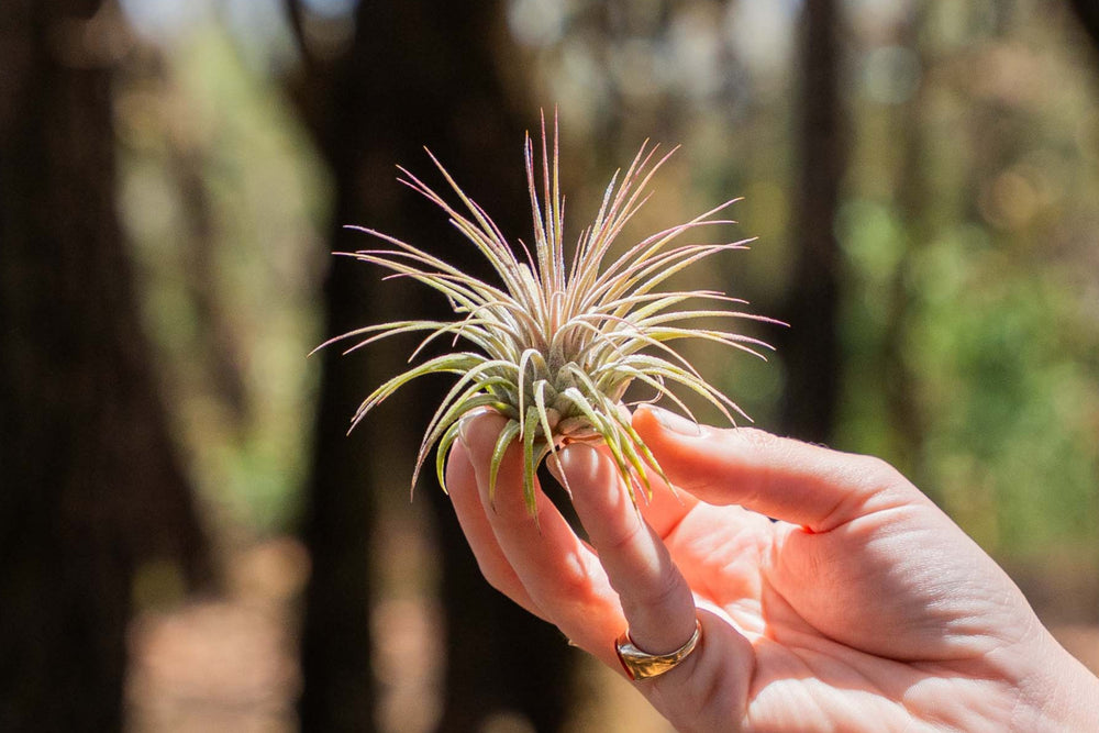 hand holding xl tillandsia ionantha guatemala air plant