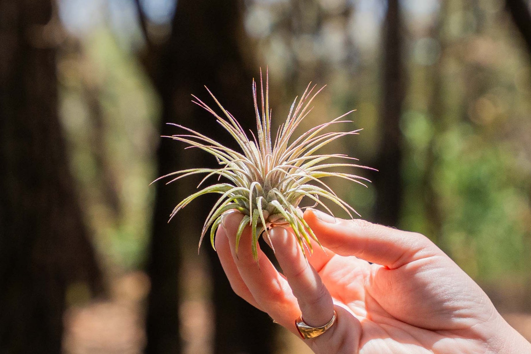 Tillandsia Ionantha Guatemala Air Plants – Air Plant Shop
