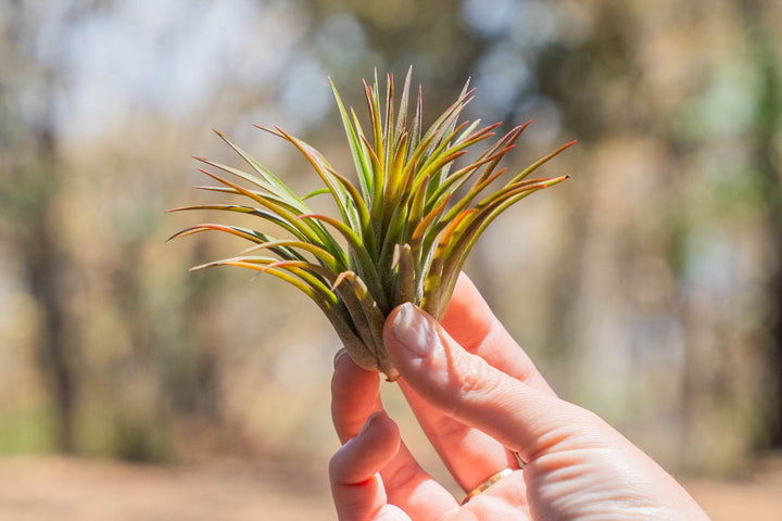 hand holding a blushing tillandsia ionantha huamelula air plant