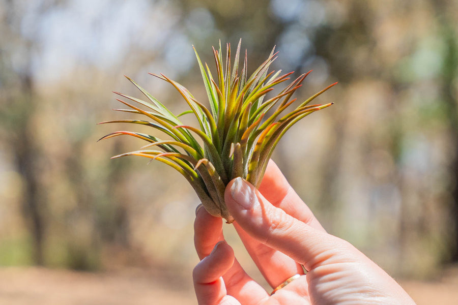 hand holding a blushing tillandsia ionantha huamelula air plant