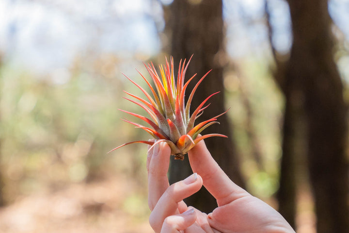 hand holding a  blushing tillandsia ionantha rubra air plant