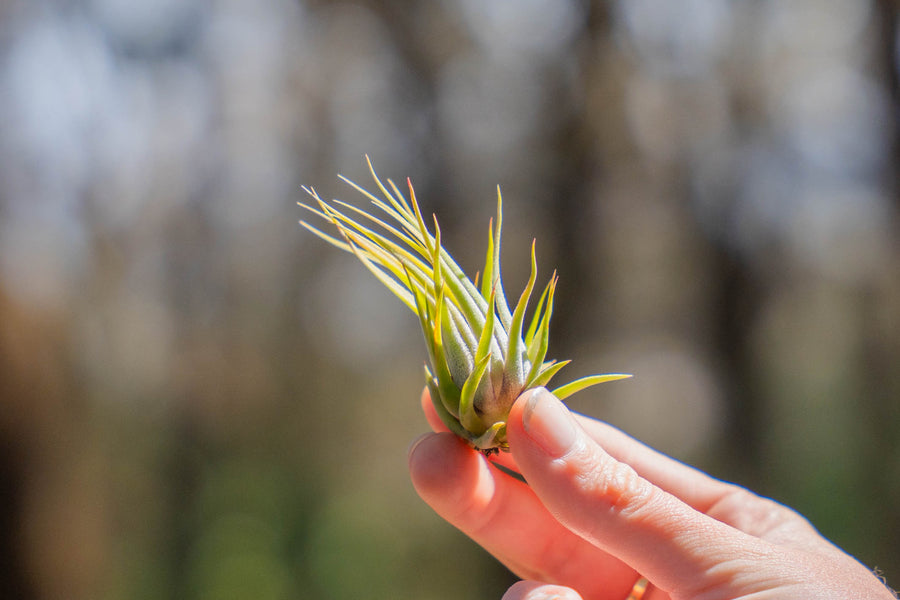 hand holding a tillandsia ionantha scaposa air plant