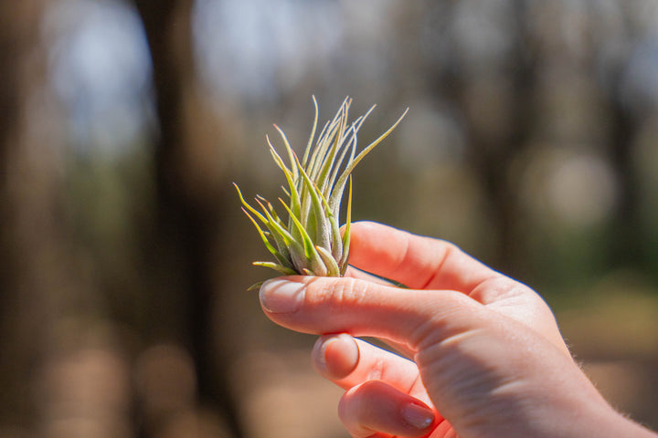 hand holding a tillandsia ionantha scaposa air plant