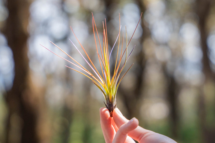 hand holding a small blushing tillandsia juncifolia air plant