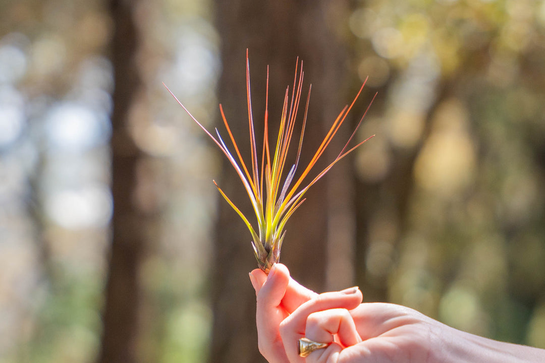 hand holding a small blushing tillandsia juncifolia air plant