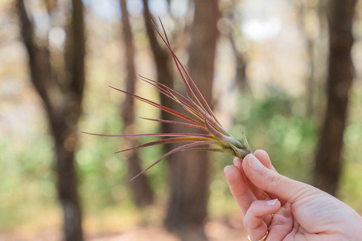 hand holding a small blushing tillandsia melanocrater