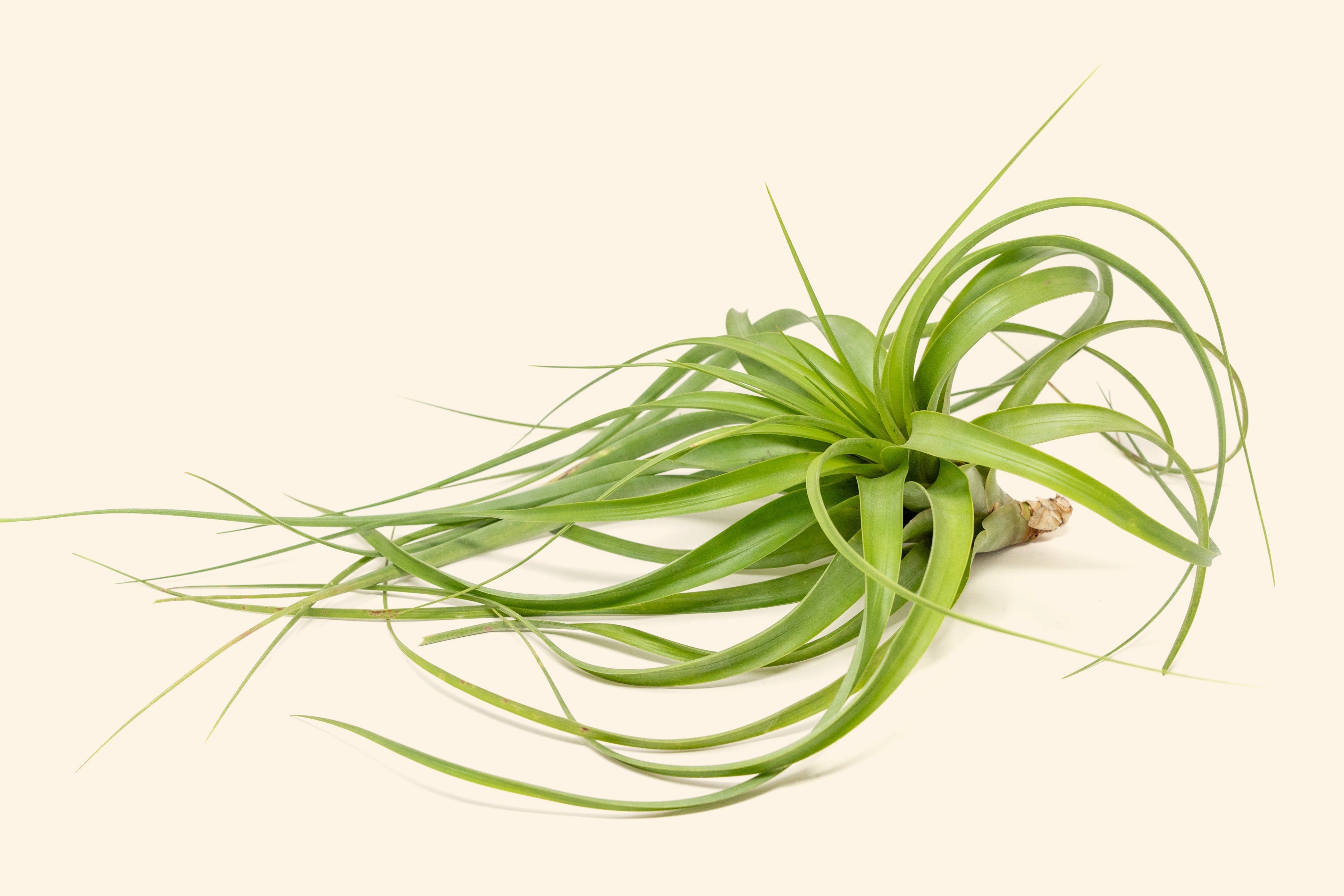 Tillandsia Roland Gosselini Air Plants – Air Plant Shop