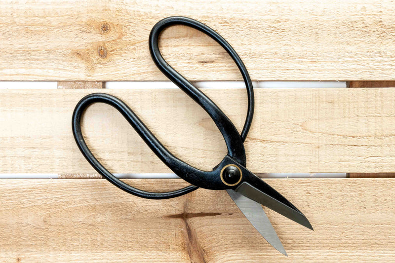 Wholesale: Tillandsia Air Plant Bonsai Pruning Scissors [Min Order 6]