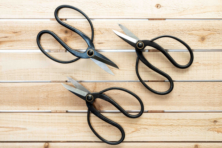 Bonsai-Style Pruning Scissors for Tillandsia Air Plants
