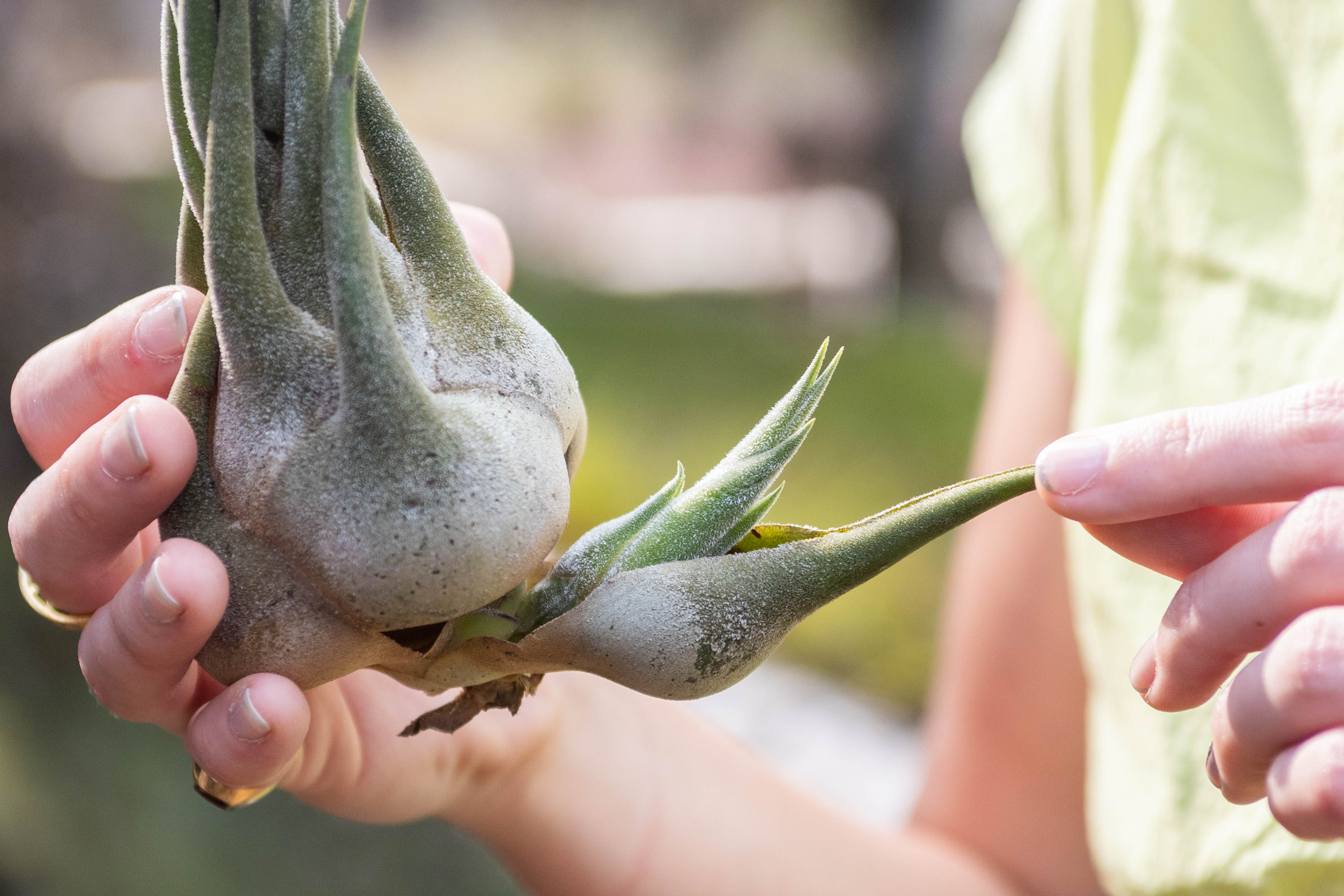 close up of large tillandsia seleriana air plant with pup