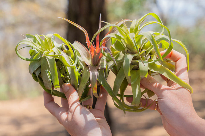 Person holding two air plants with a forest background