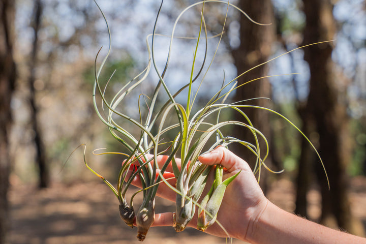 hand holding the tillandsia variety of "wild things" air plants