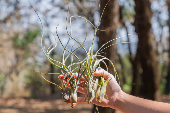 hand holding a collection of tillandsia "wild things" air plants