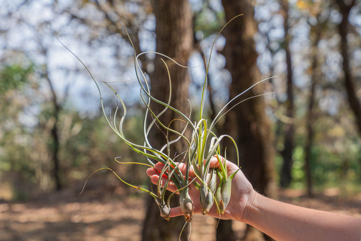 hand holding a variety of tillandsia "wild thigns" air plants