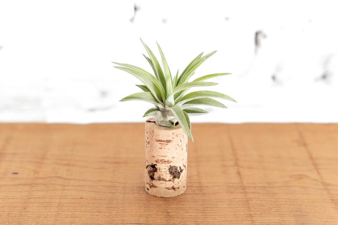 wine cork planter with tillandsia velutina air plant