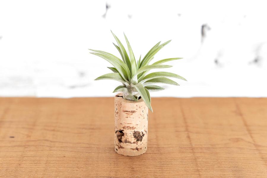 wine cork planter with tillandsia velutina air plant
