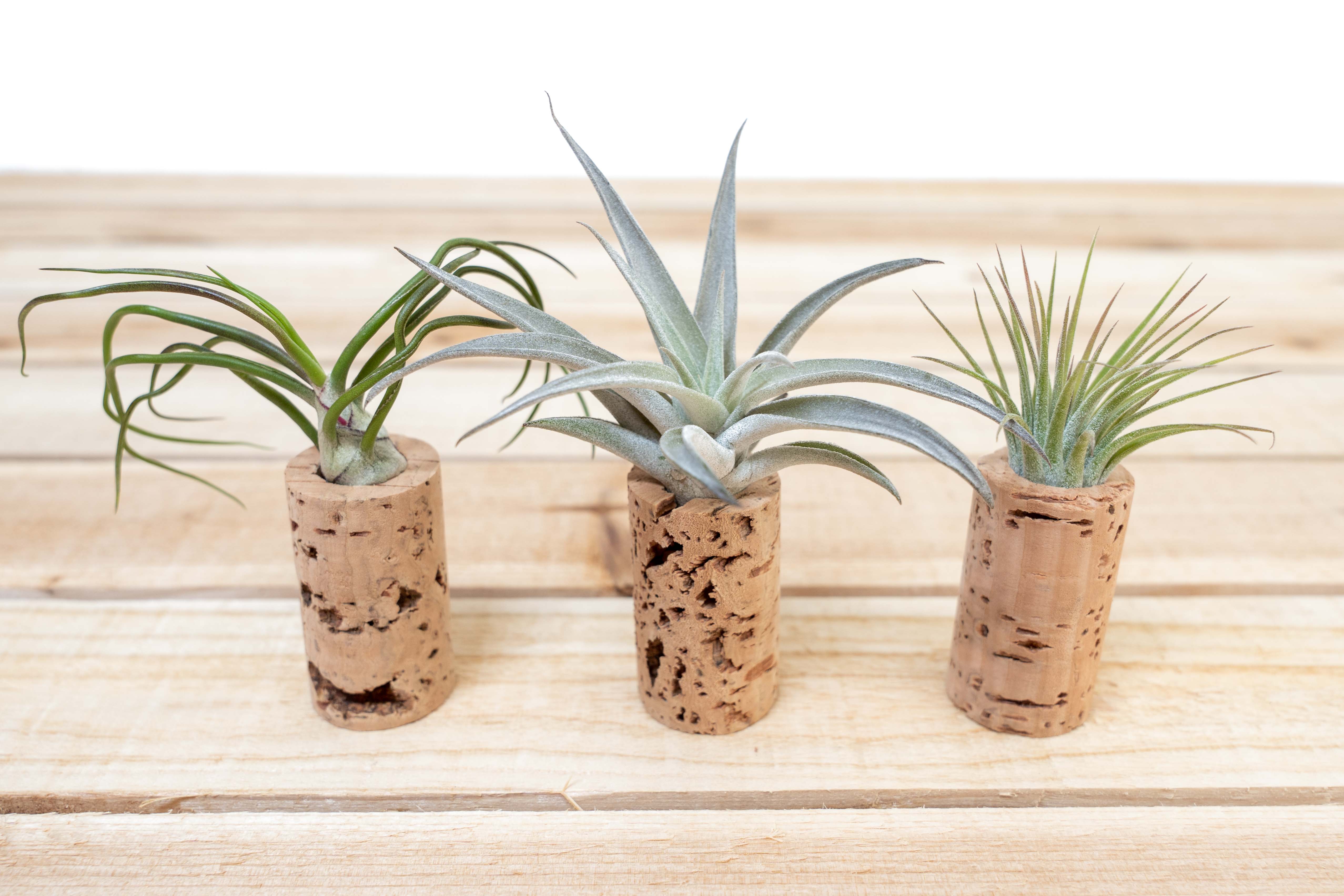 Magnetic Wine Cork Planter with Air Plant [1, 3 or 5 Pack]