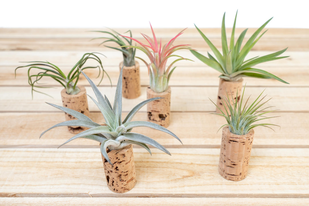 six wine cork planters with assorted tillandsia air plants
