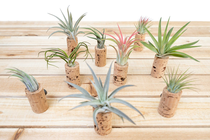 nine wine cork planters with assorted tillandsia air plants