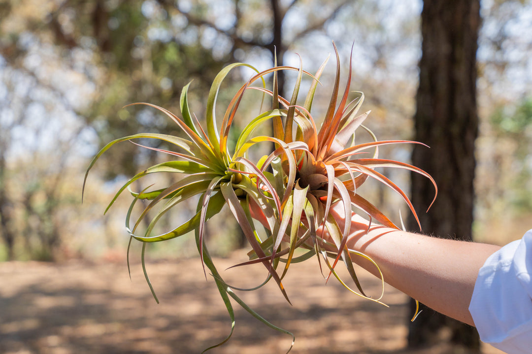 hand holding two xl tillandsia capitata peach air plants