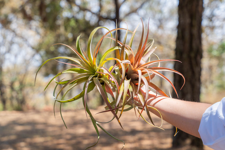hand holding two xl tillandsia capitata peach air plants