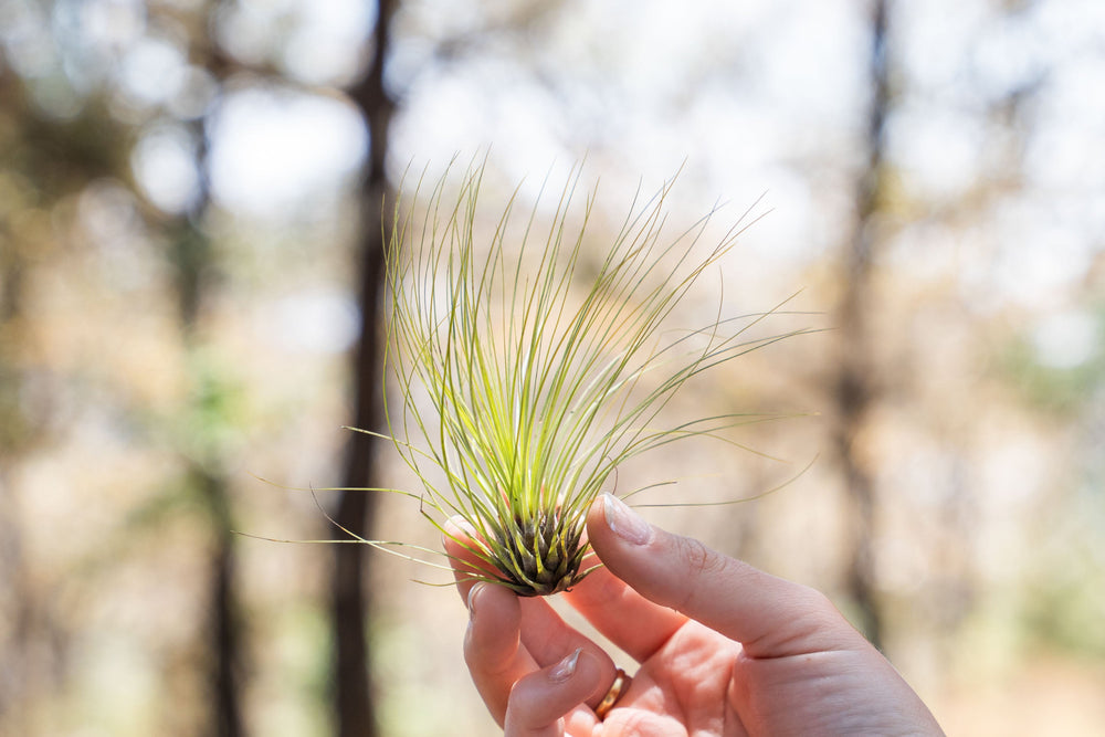 hand holding a tillandsia filifolia air plant