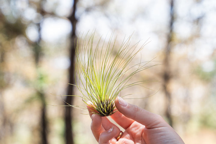hand holding a tillandsia filifolia air plant