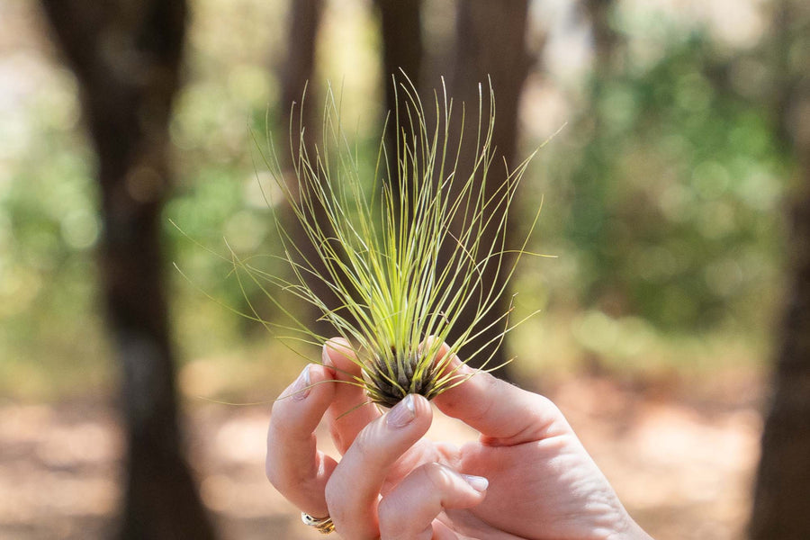 hand holding a tillandsia filifolia air plant