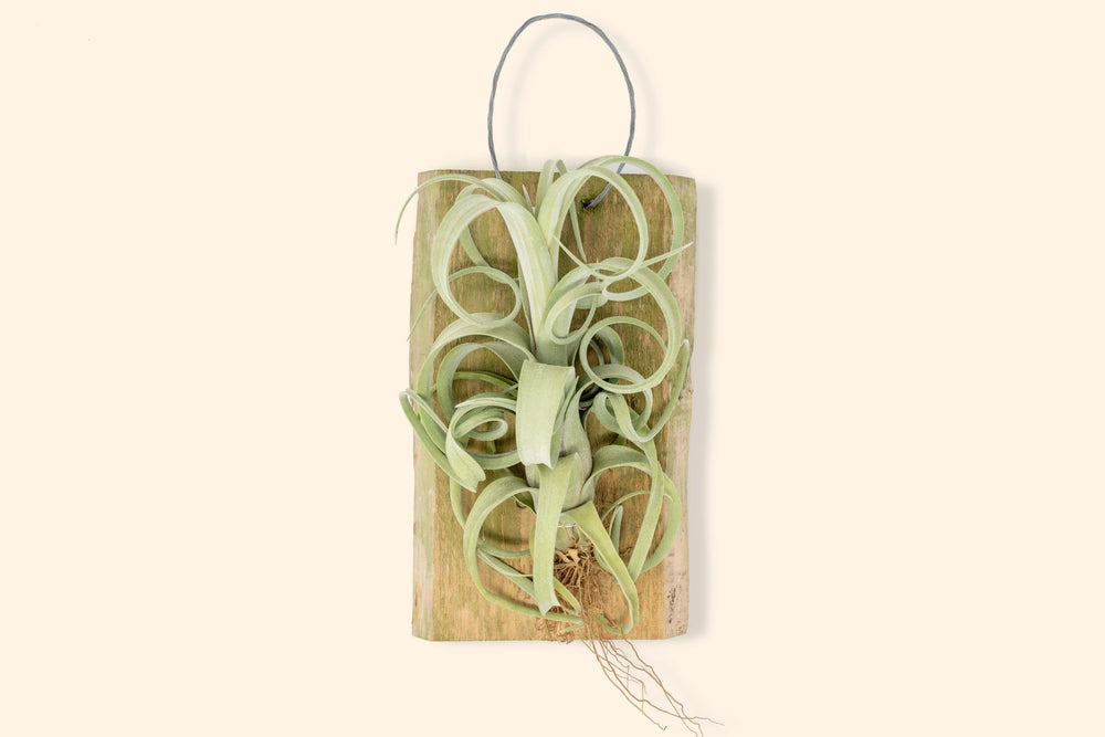 Tillandsia Air Plants Curly Slim Hanging Plank