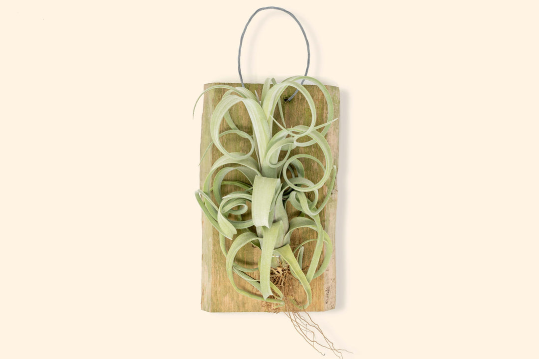 Tillandsia Air Plants Curly Slim Hanging Plank
