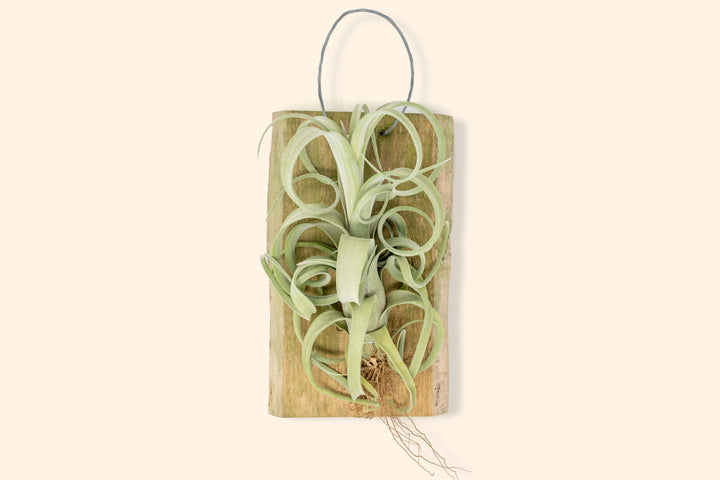 Tillandsia Air Plants Curly Slim Hanging Plank