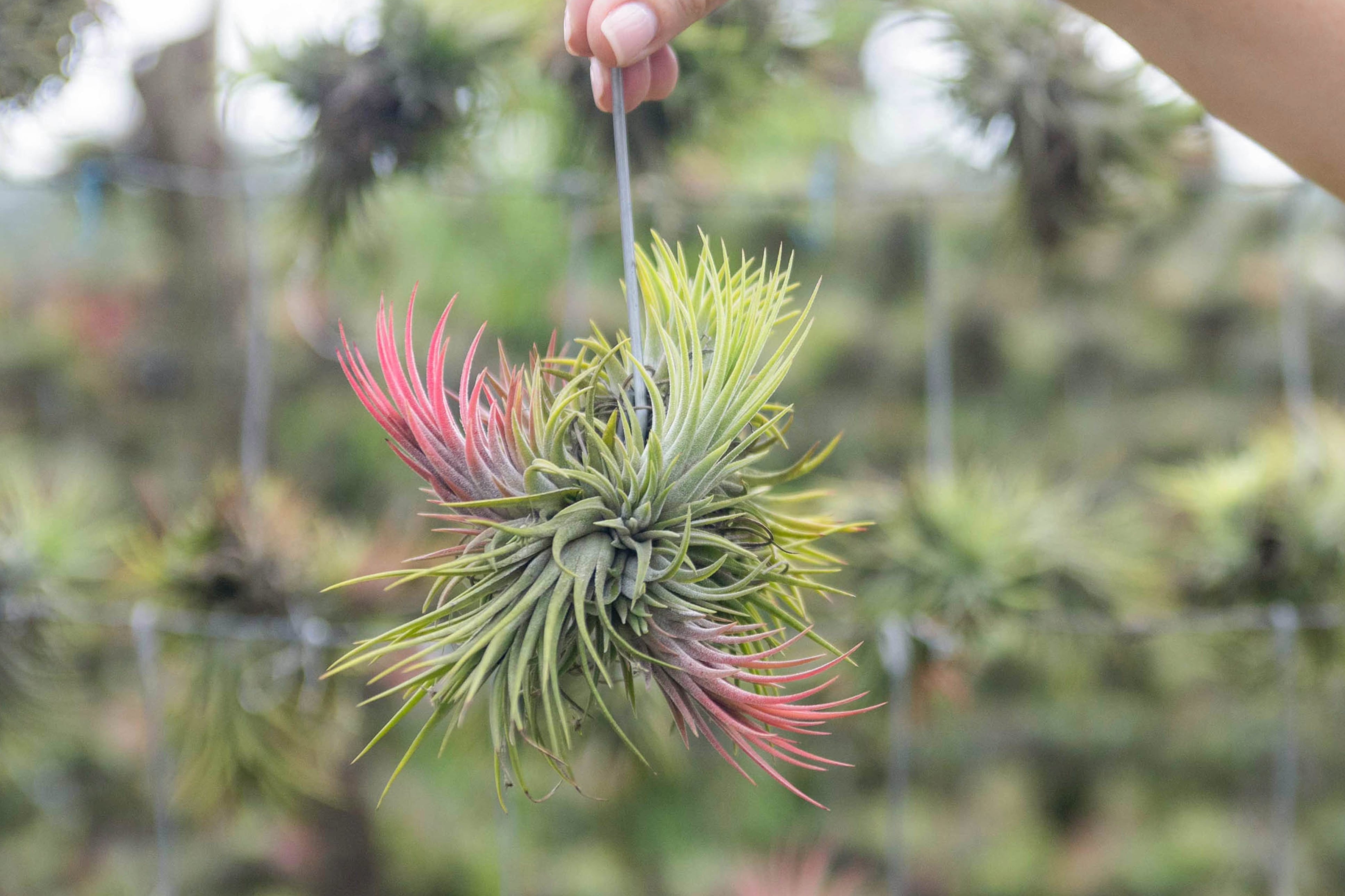 Tillandsia Ionantha Rubra Hanging Clusters With Hook For Hanging – Air 