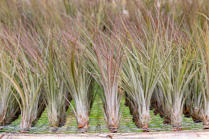 hundreds of blushing tillandsia juncea air plants on the growing shelf at the farm