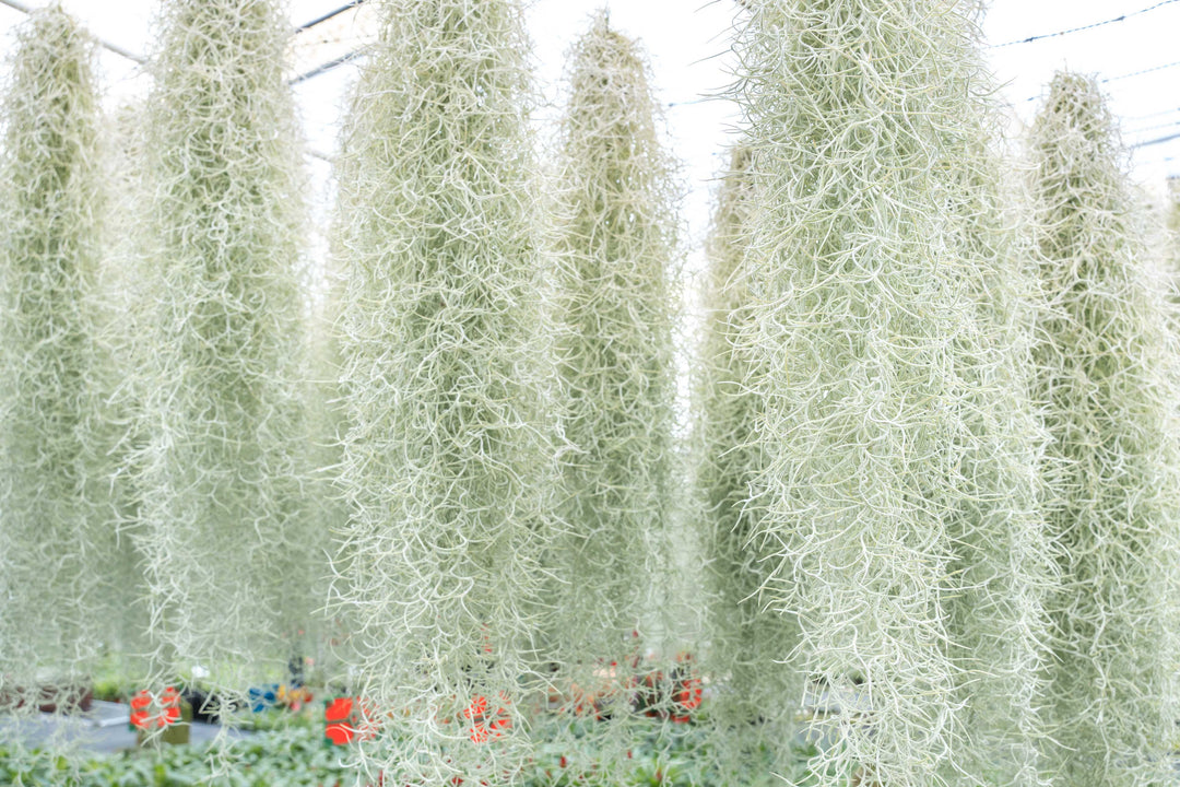 3 Colombia Thick Spanish Moss Clumps for $25