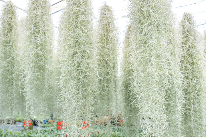 3 Colombia Thick Spanish Moss Clumps for $25