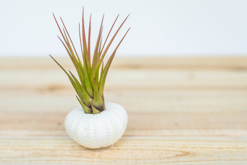 White Sea Urchins with Tillandsia Air Plants [3 Pack]