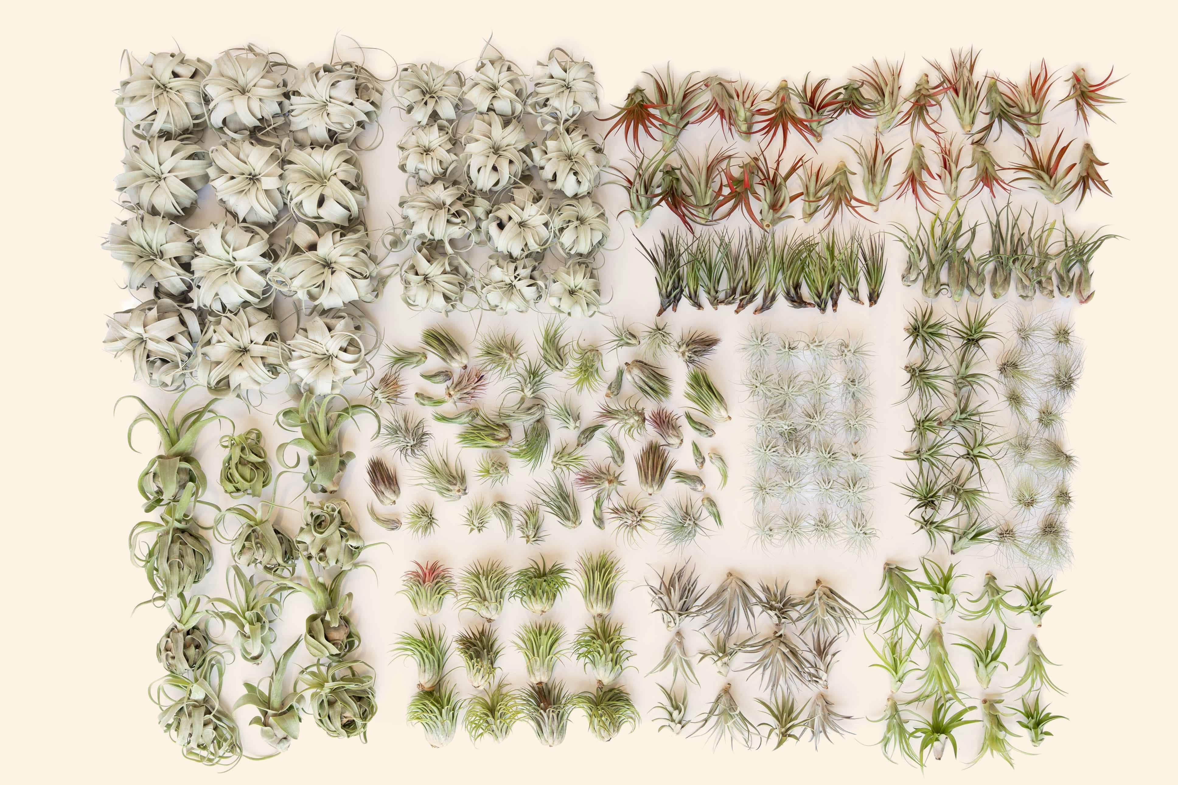 air plant bundle Wholesale: Extended Best Seller of 200+ Tillandsia Air Plants – Air Plant Shop
