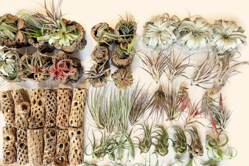aerial view of crafty cork collection